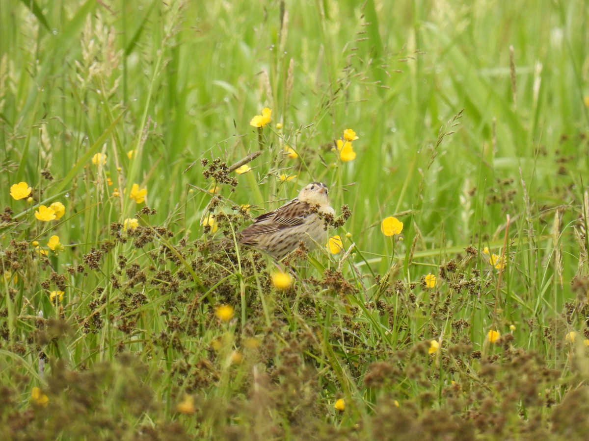 Bobolink - ML637701722