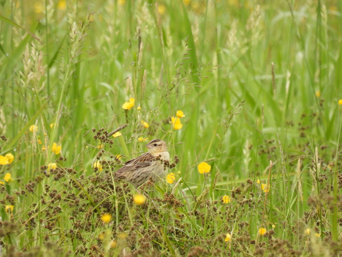 Bobolink - ML637701723