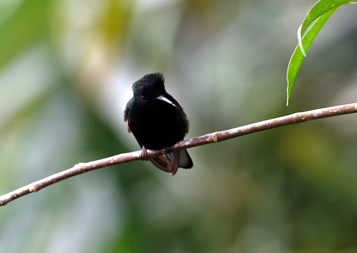 Black-bellied Hummingbird - ML637701727