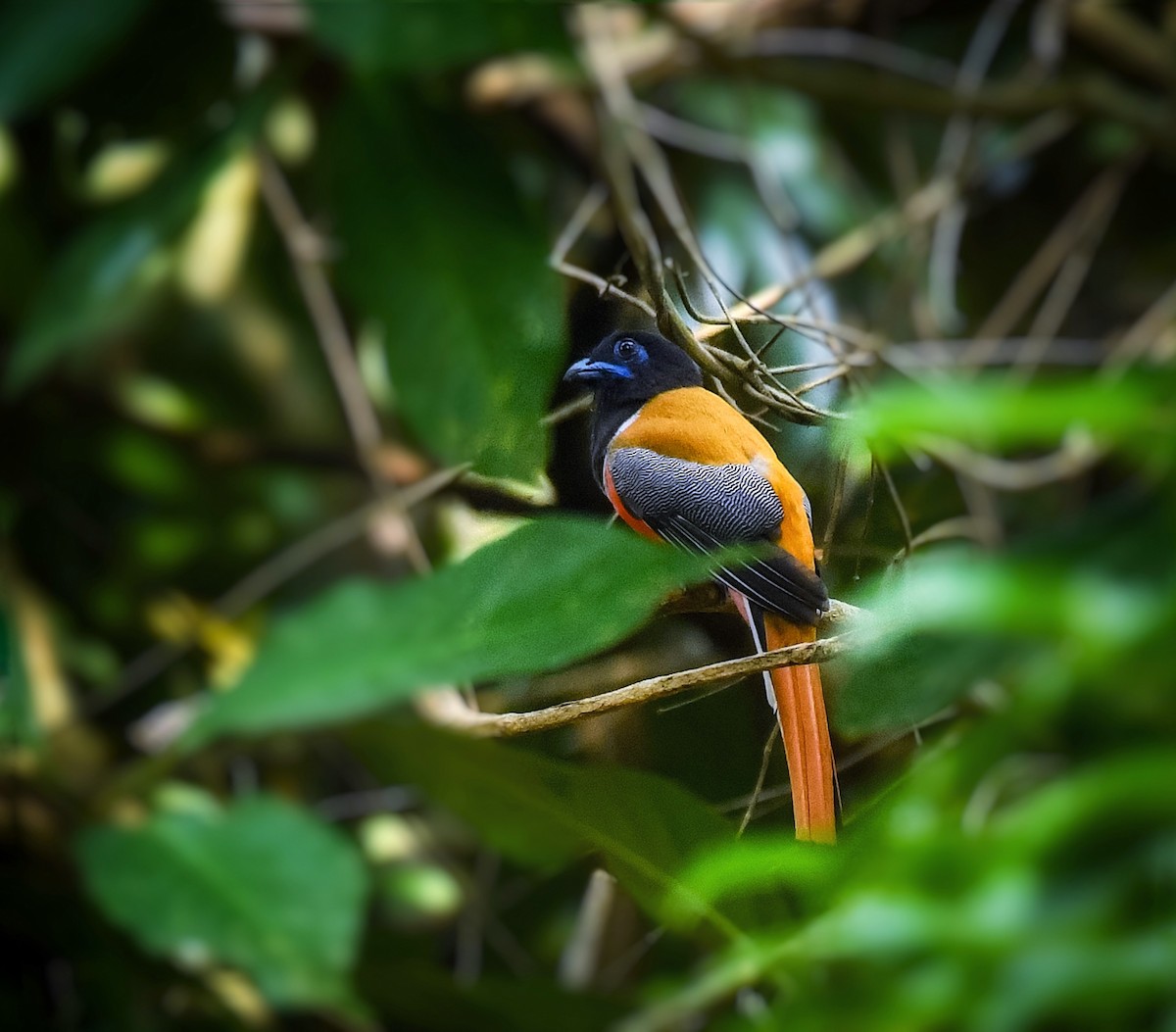 Malabar Trogon - ML637701795