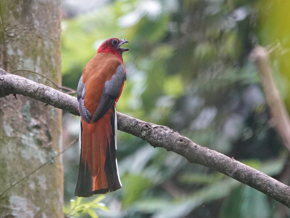 Red-headed Trogon - ML637701853