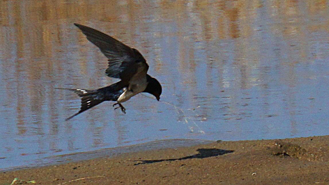 Barn Swallow - ML637701863
