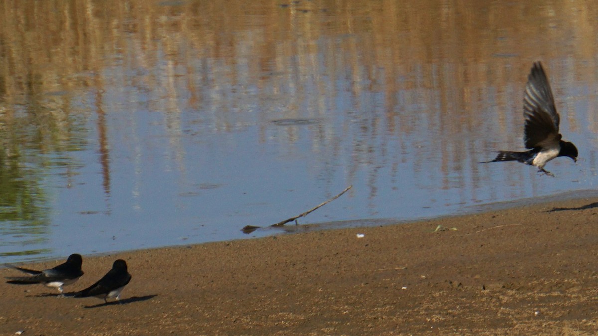 Barn Swallow - ML637701873