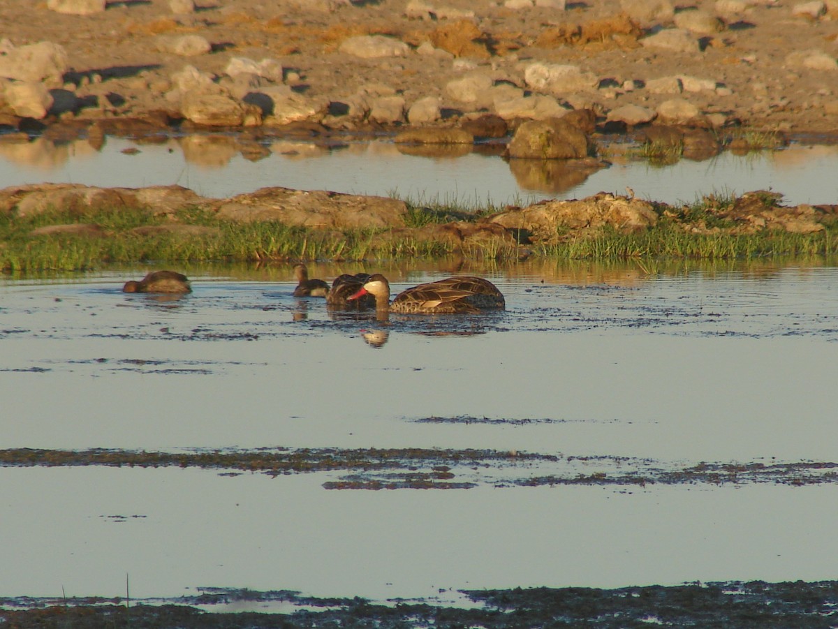 Red-billed Duck - ML637701917