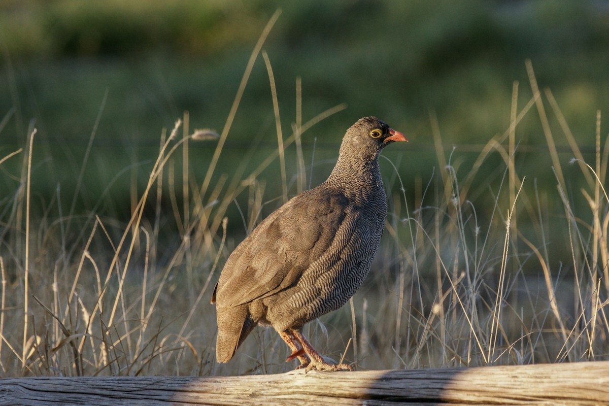 Red-billed Spurfowl - ML637701922