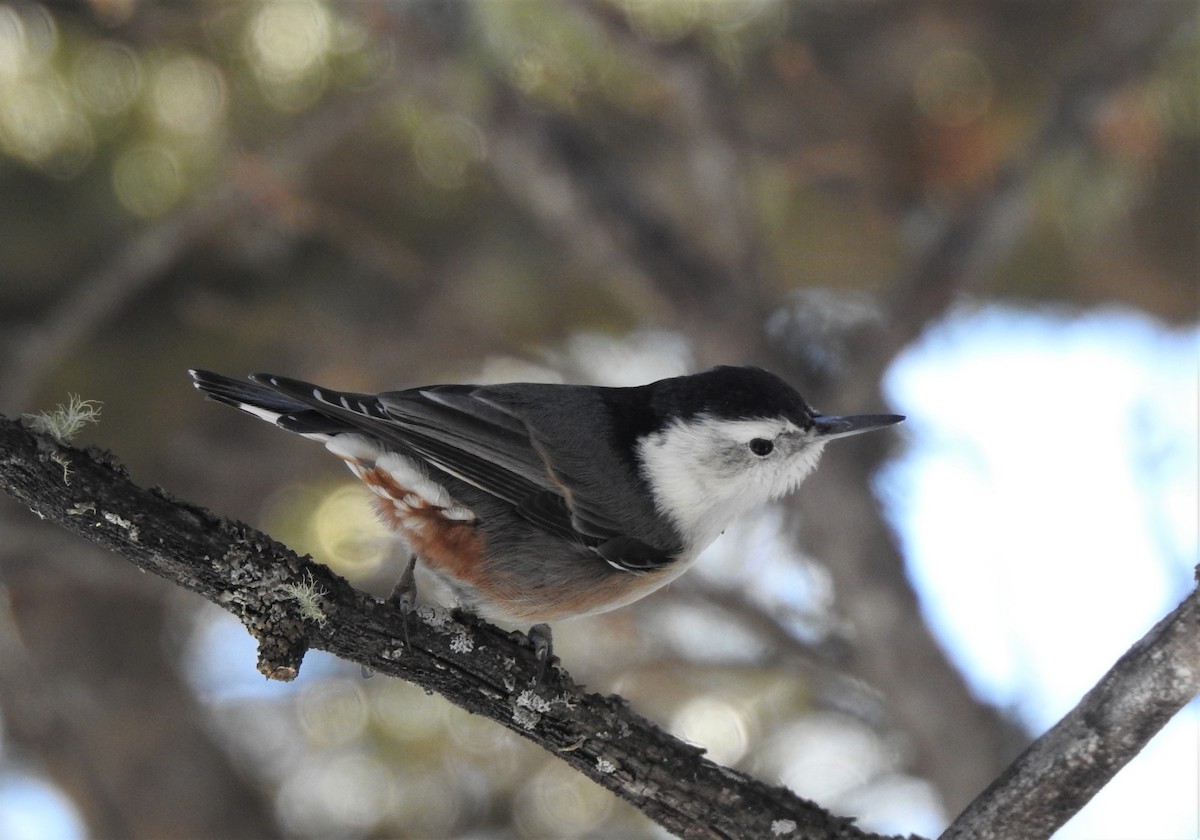 White-breasted Nuthatch (Interior West) - ML637701935
