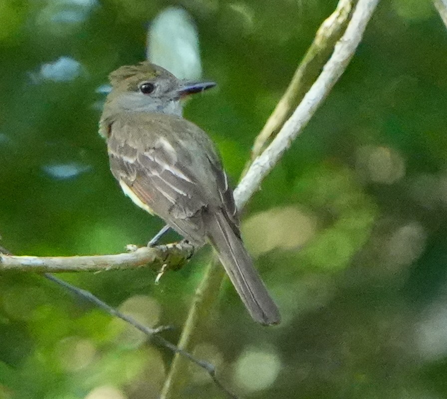 Great Crested Flycatcher - ML637701951