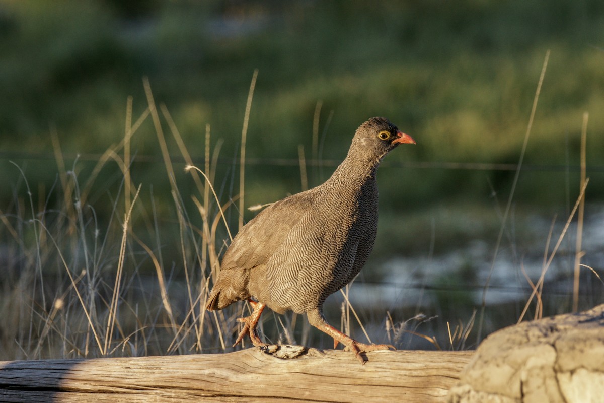 Red-billed Spurfowl - ML637701969