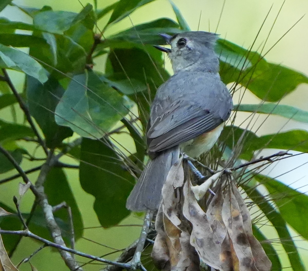Tufted Titmouse - ML637701974