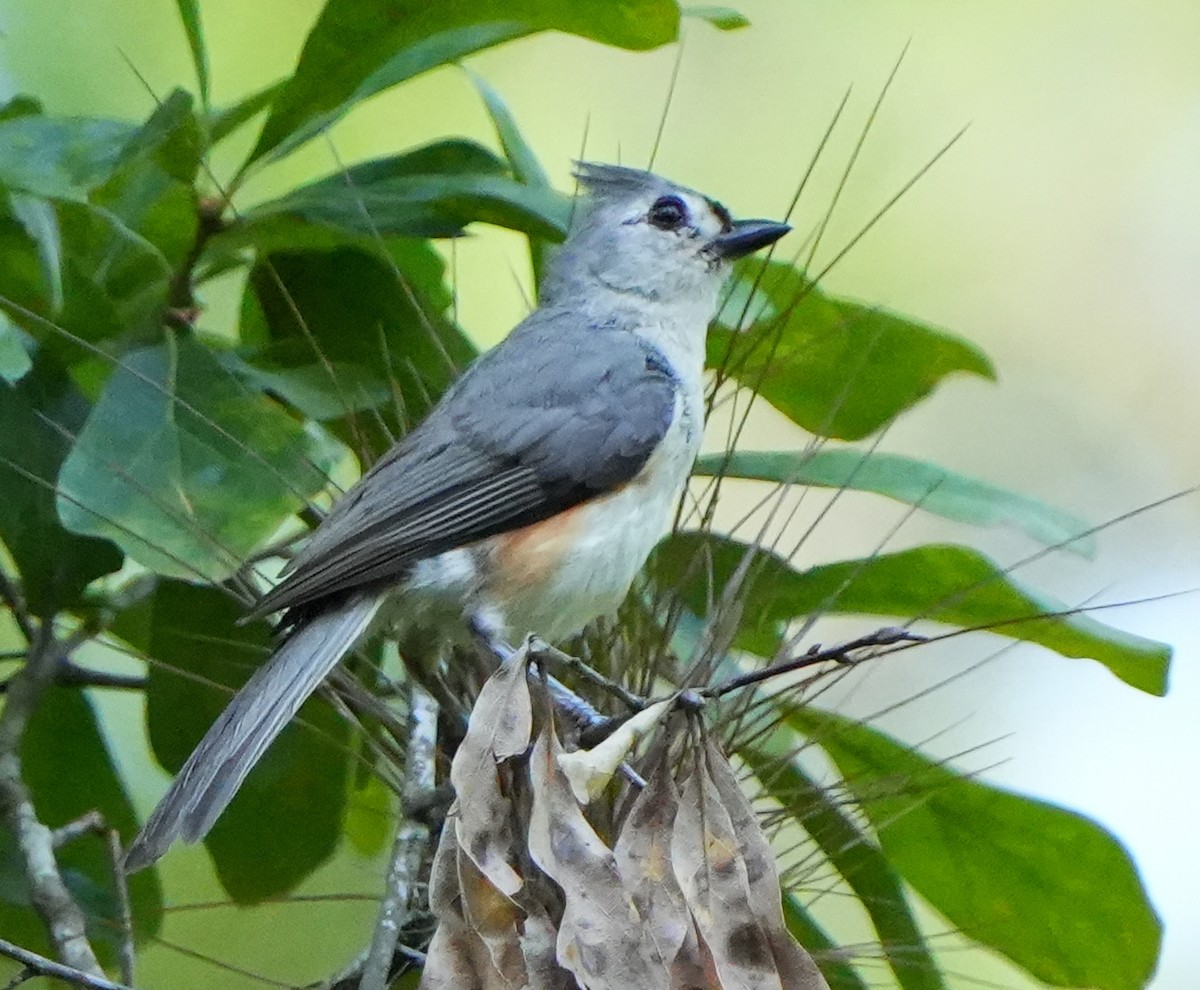 Tufted Titmouse - ML637701980