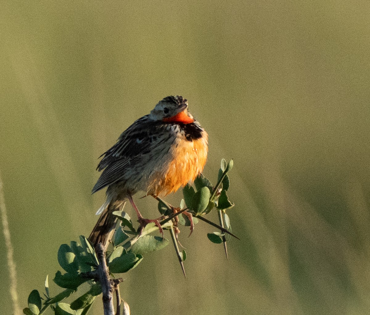 Rosy-throated Longclaw - ML637701981