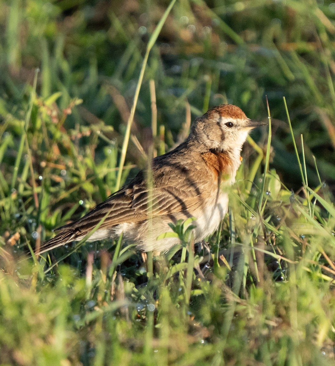 Red-capped Lark - ML637701997