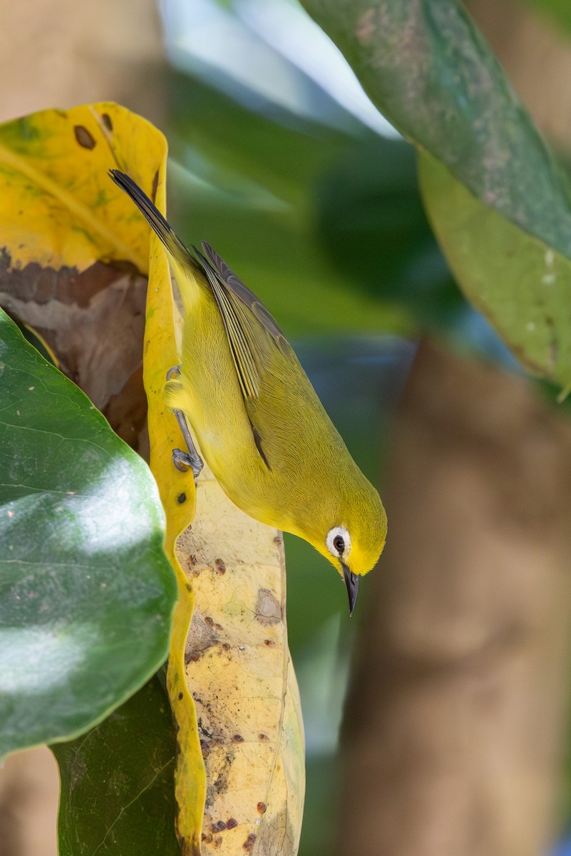 Northern Yellow White-eye - ML637702036