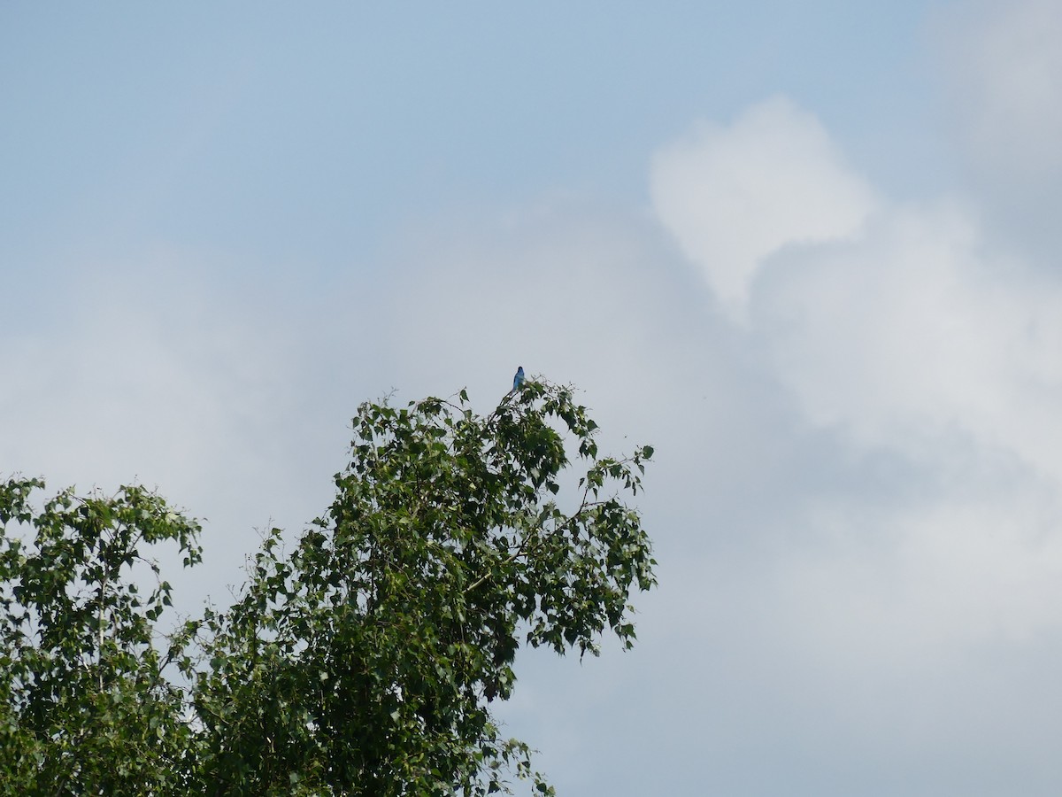 Indigo Bunting - ML637702101