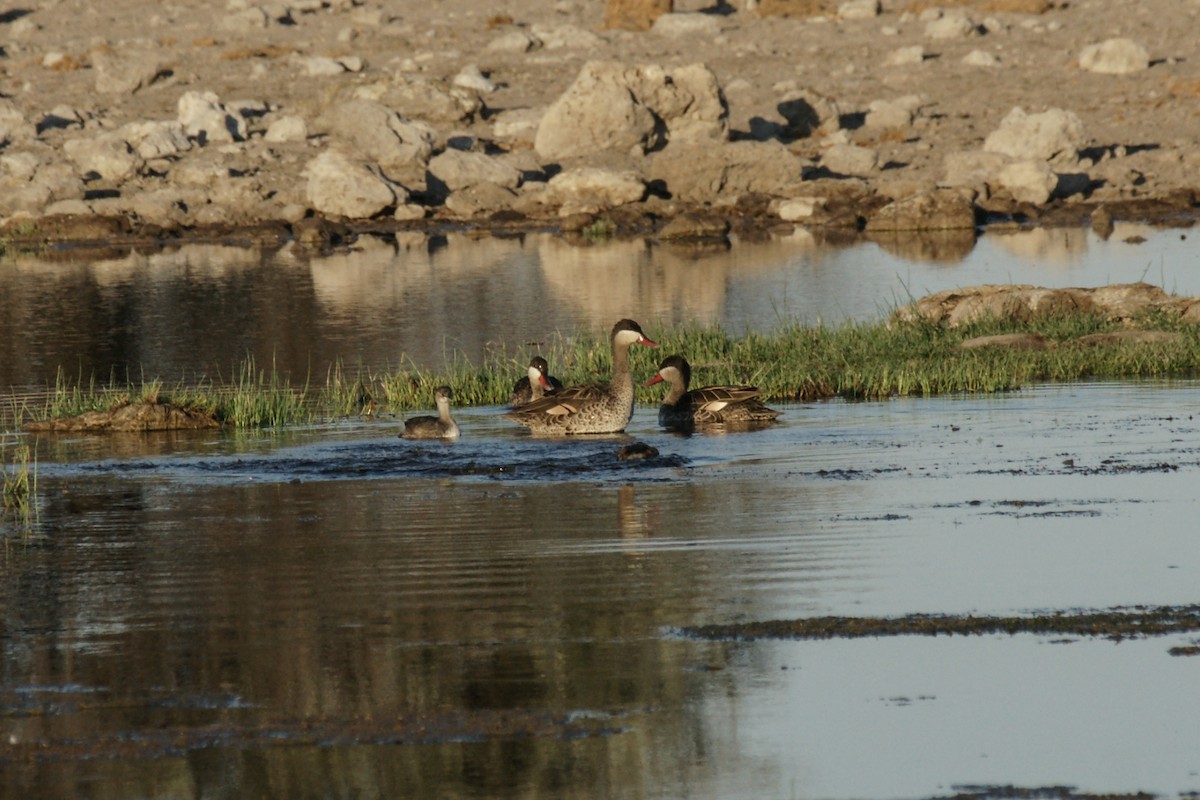 Red-billed Duck - ML637702141