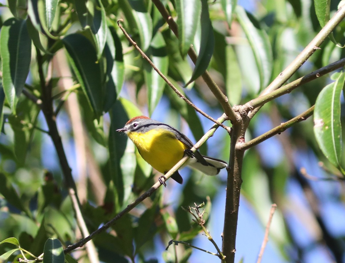 Brown-capped Redstart - ML637702148