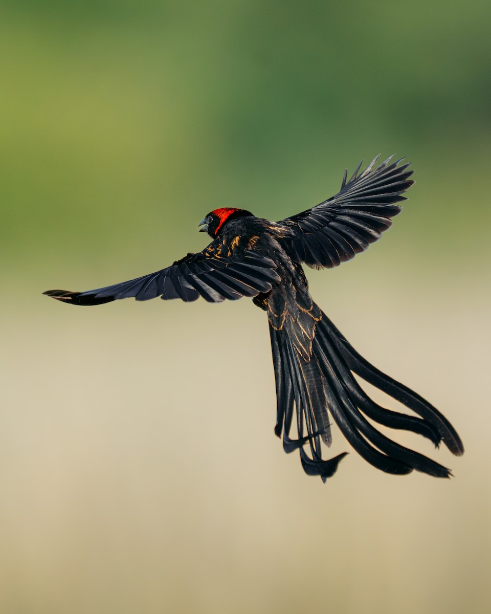 Red-cowled Widowbird - ML637702206