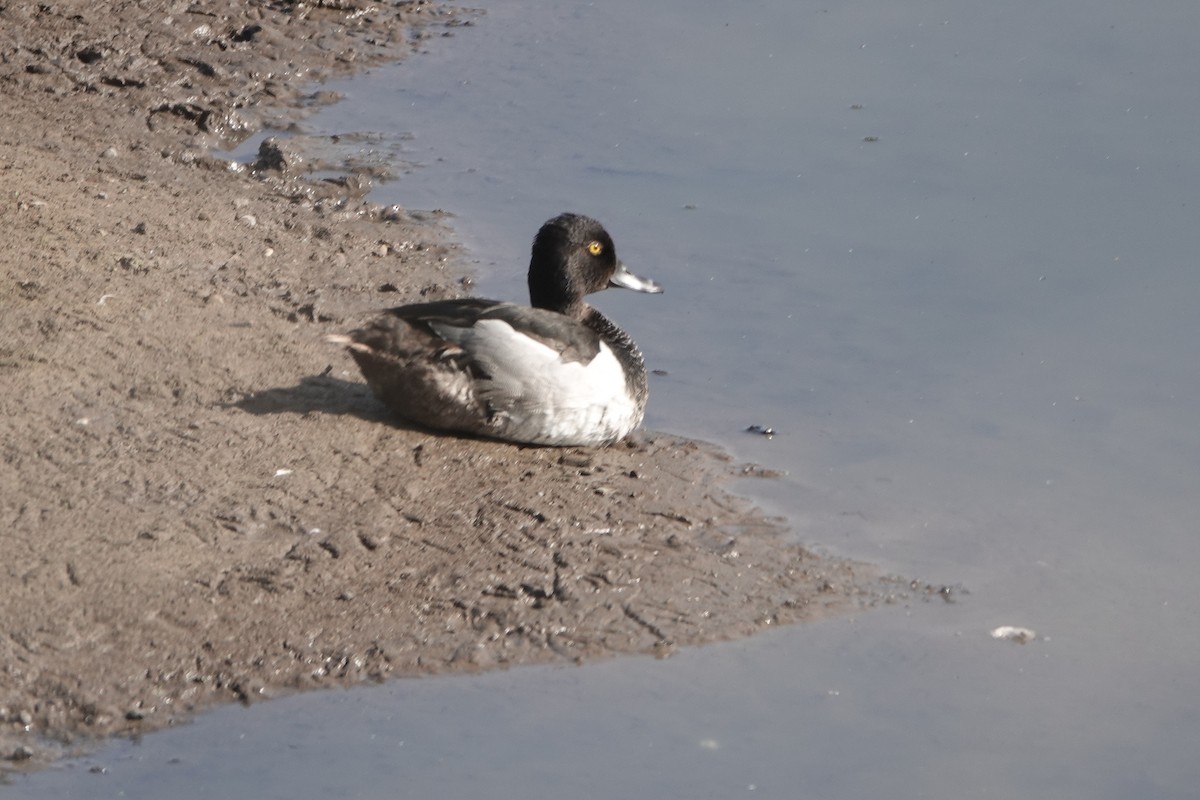 Ring-necked Duck - ML637702220