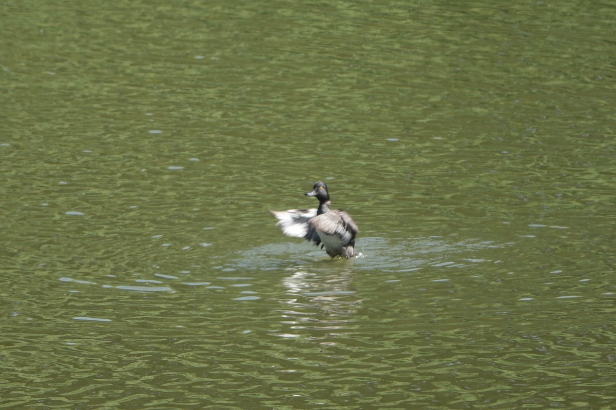 Ring-necked Duck - ML637702236