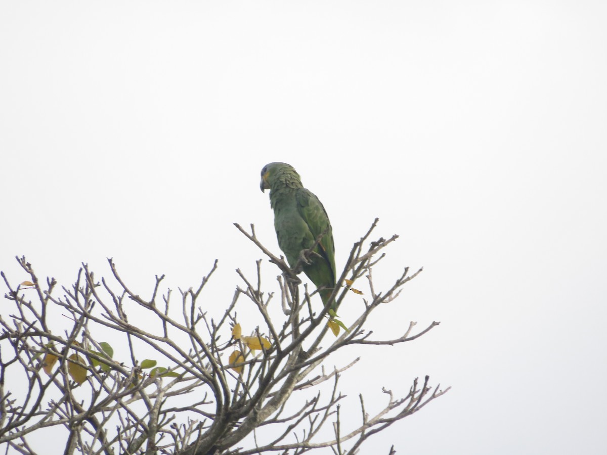 Orange-winged Amazon - ML637702243