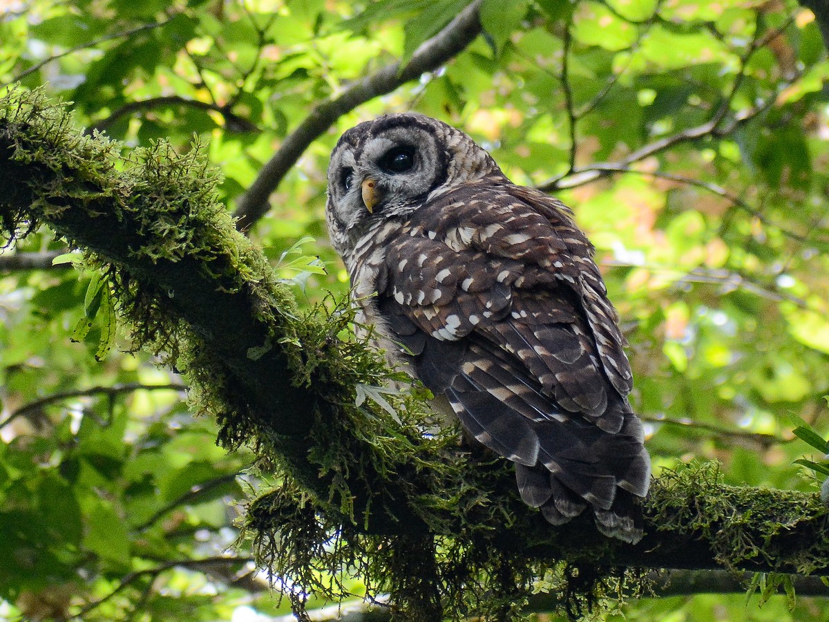 Fulvous Owl - ML637702247