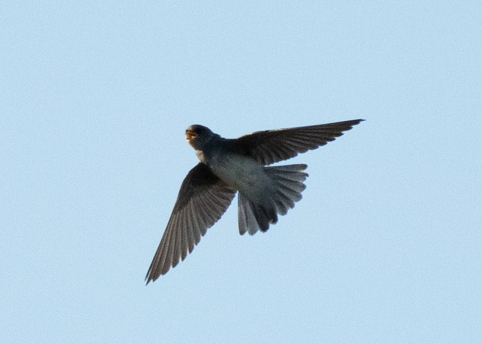 Plain Martin - ML637702248