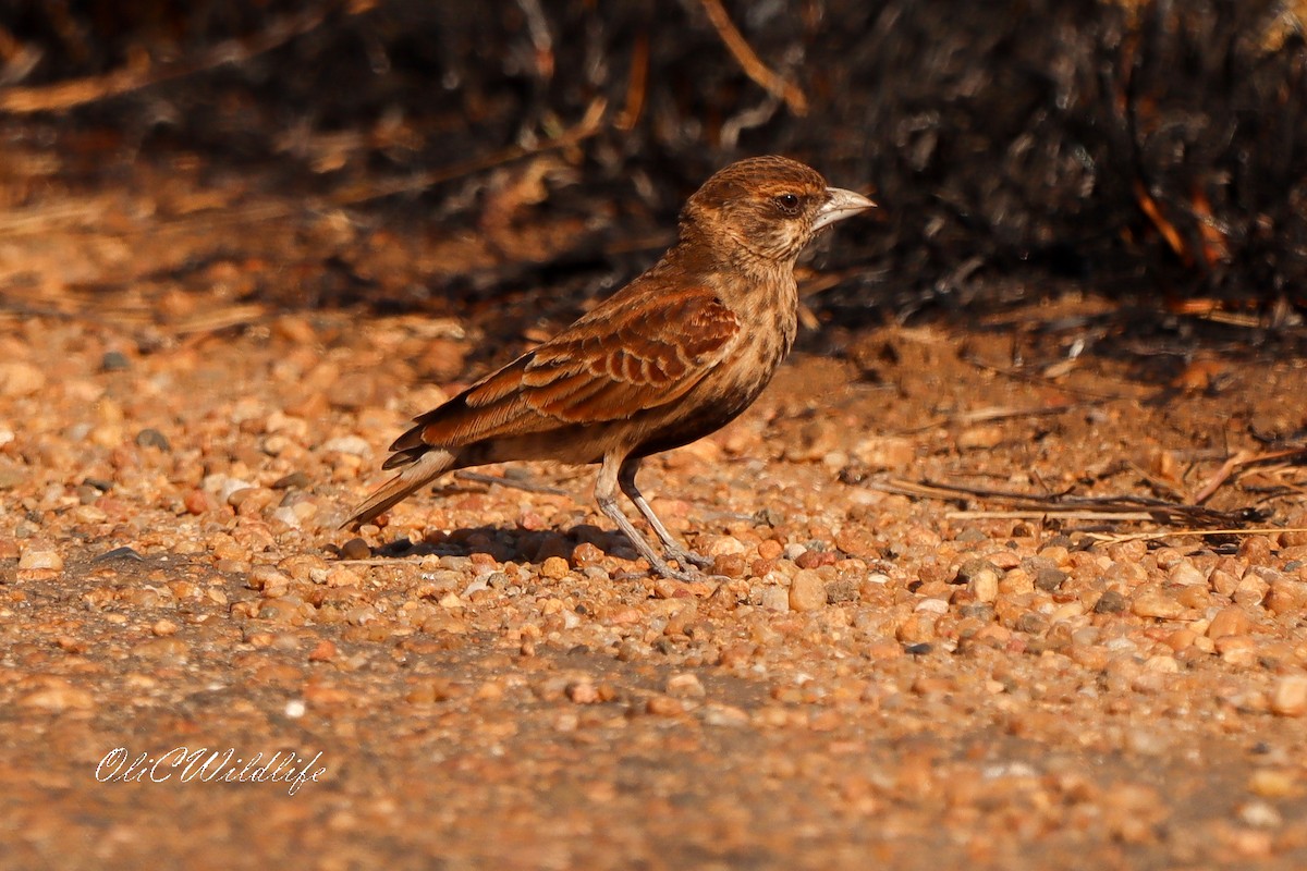 Chestnut-backed Sparrow-Lark - ML637702256