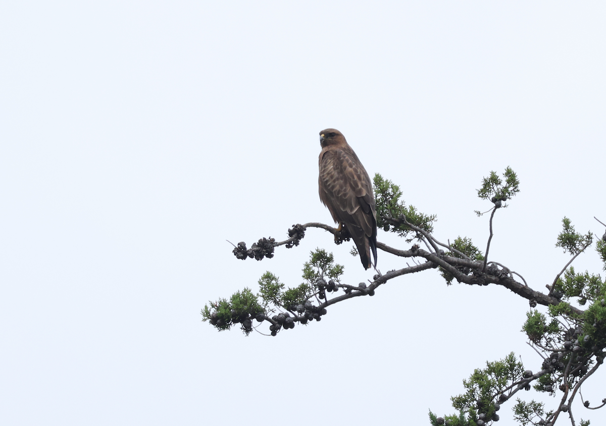Elgin Buzzard (undescribed form) - ML637702283