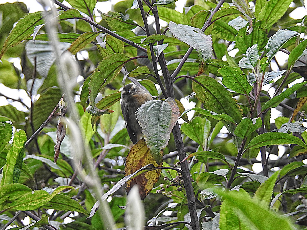Cinereous Conebill - ML637702312