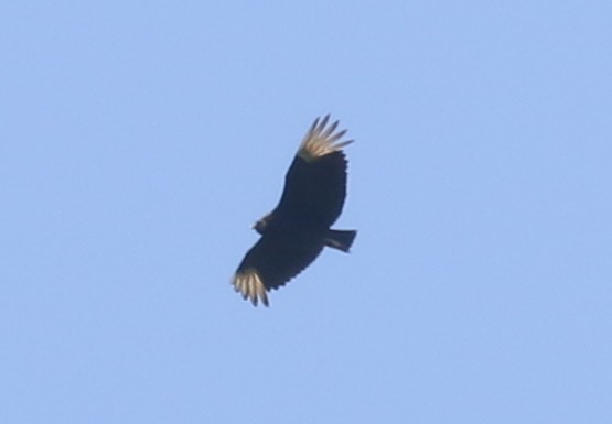 Black Vulture - ML637702341