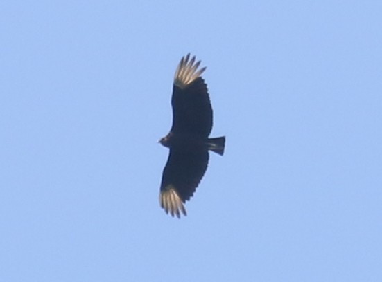 Black Vulture - ML637702342