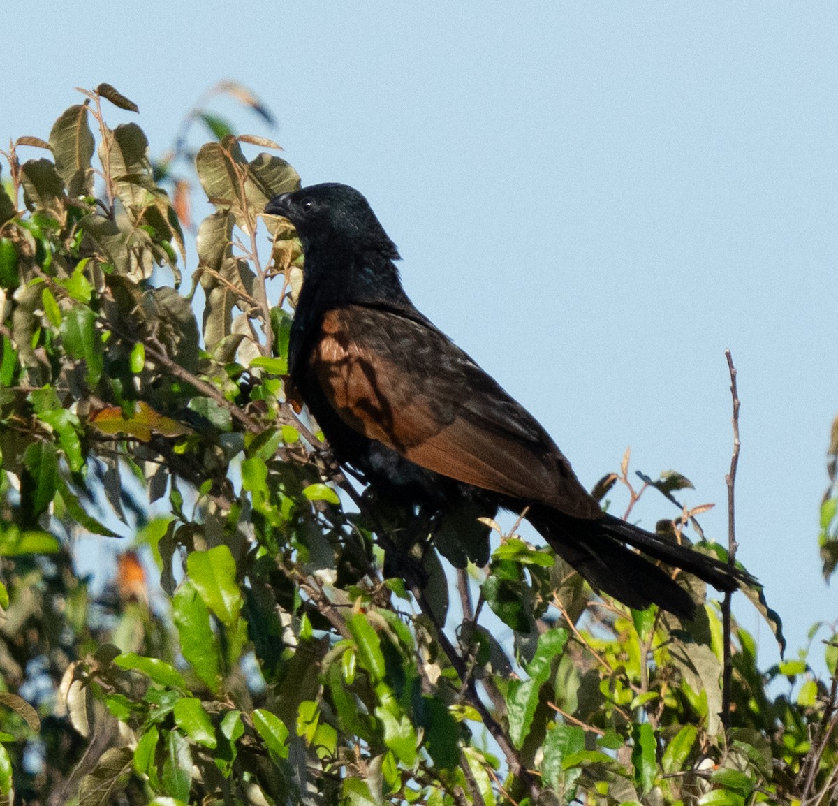 Black Coucal - ML637702364