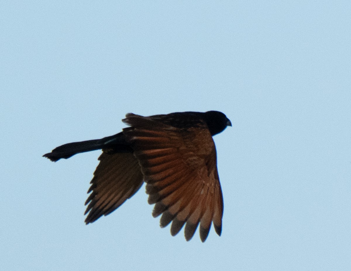 Black Coucal - ML637702372