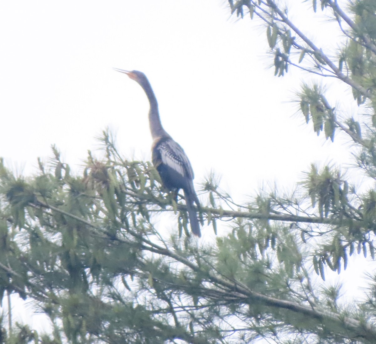 Anhinga - ML637702373