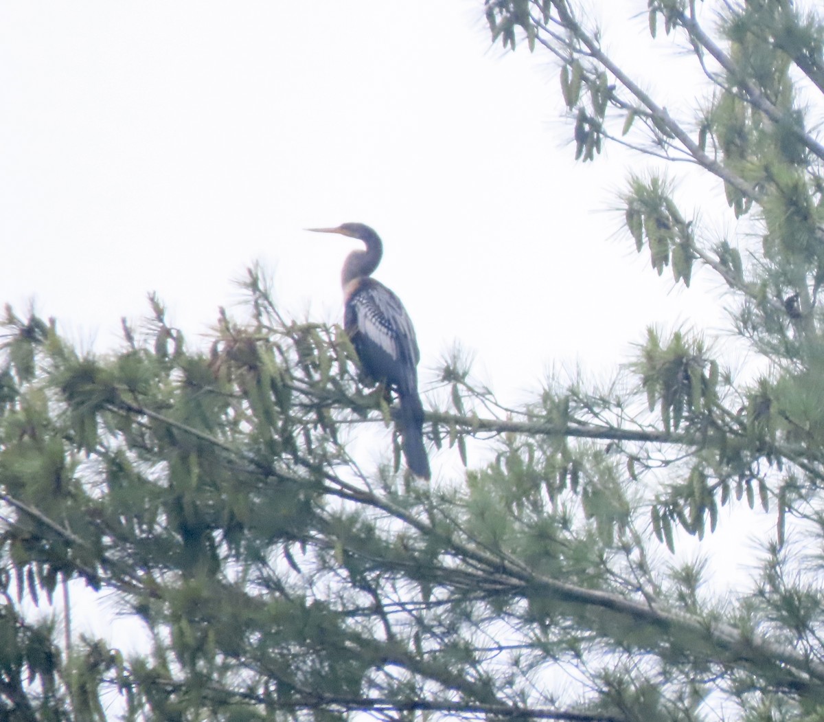 Anhinga - ML637702374