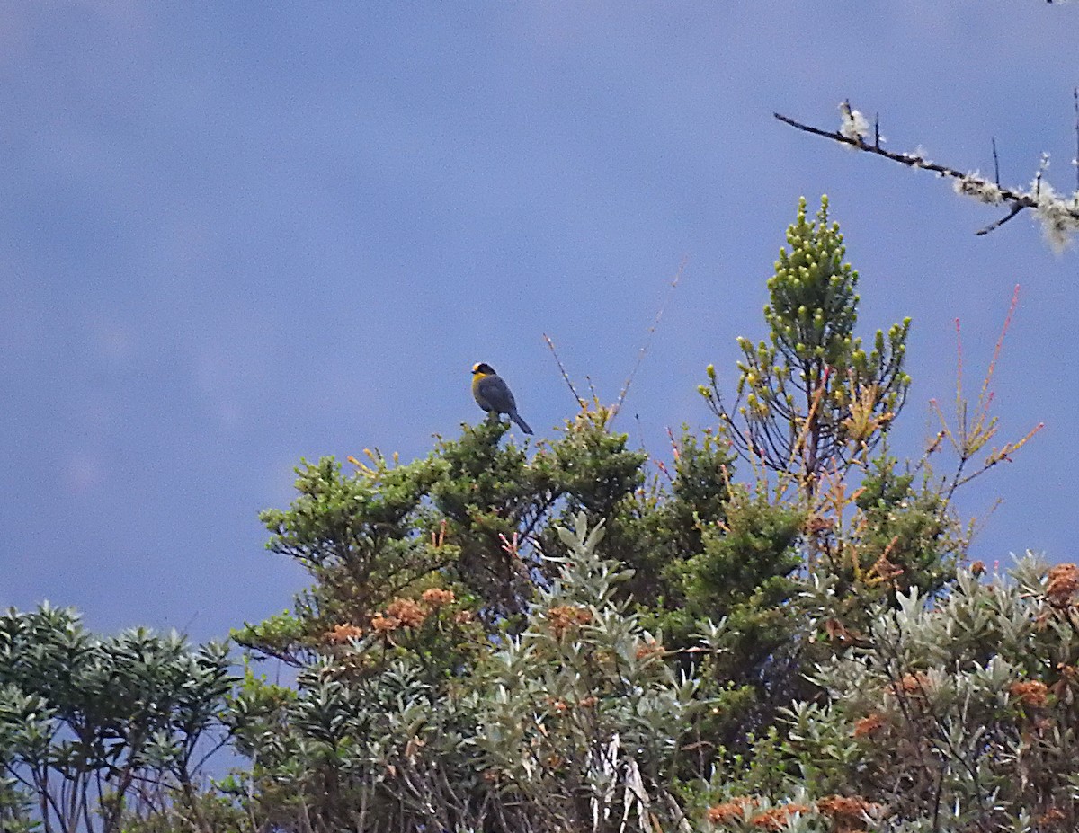 Pale-naped Brushfinch - ML637702383