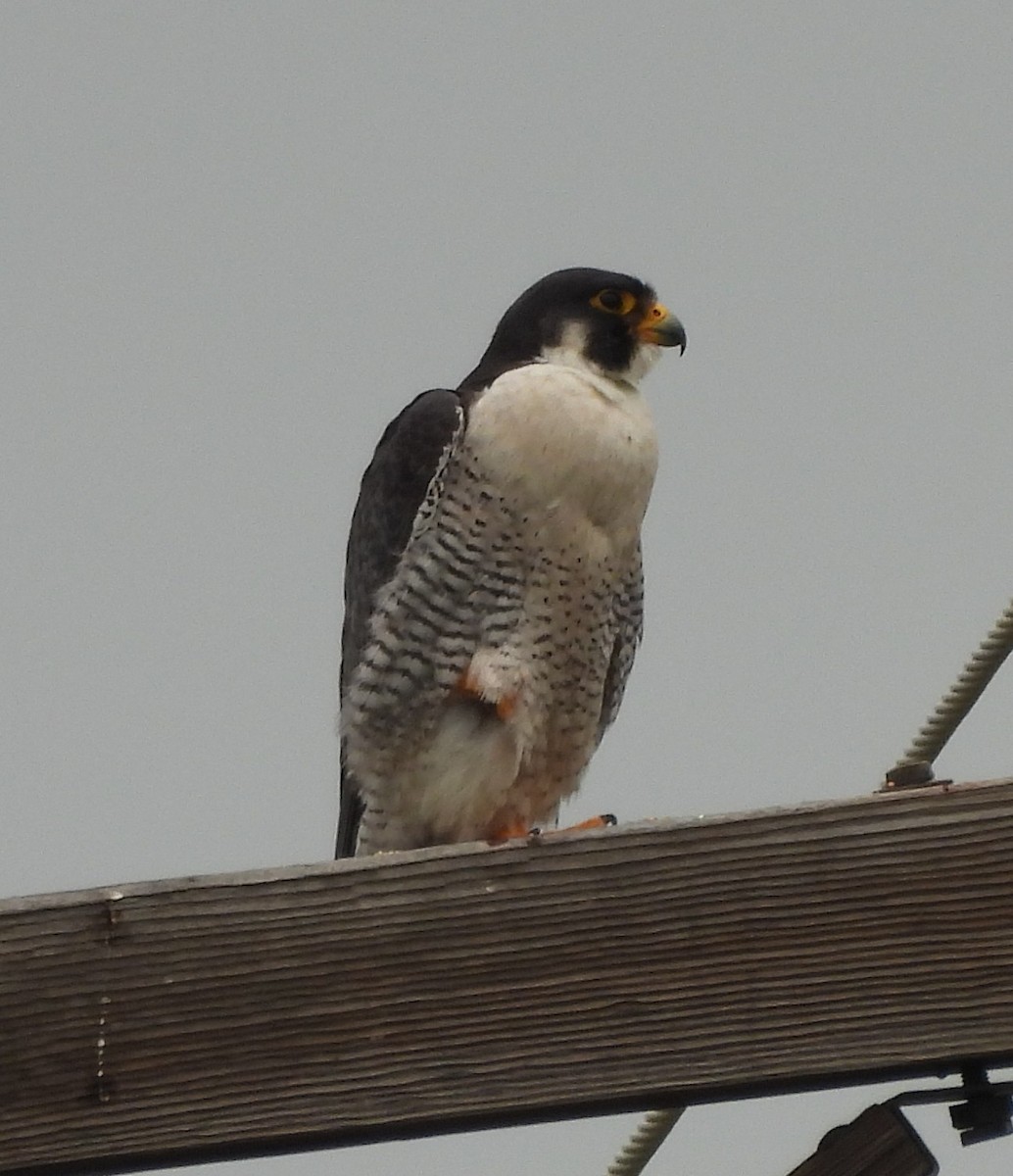 Peregrine Falcon - ML637702396