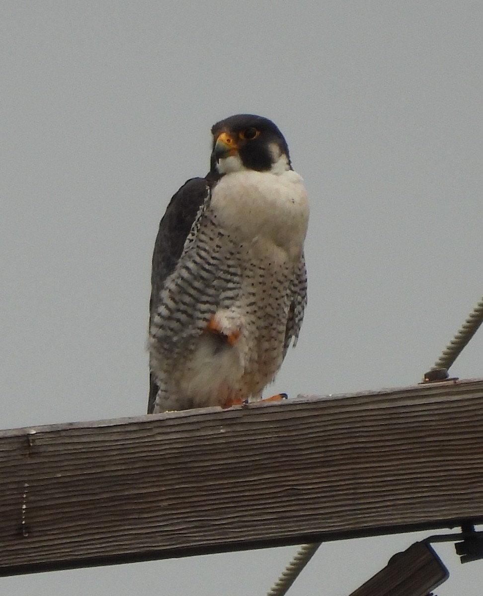 Peregrine Falcon - ML637702397