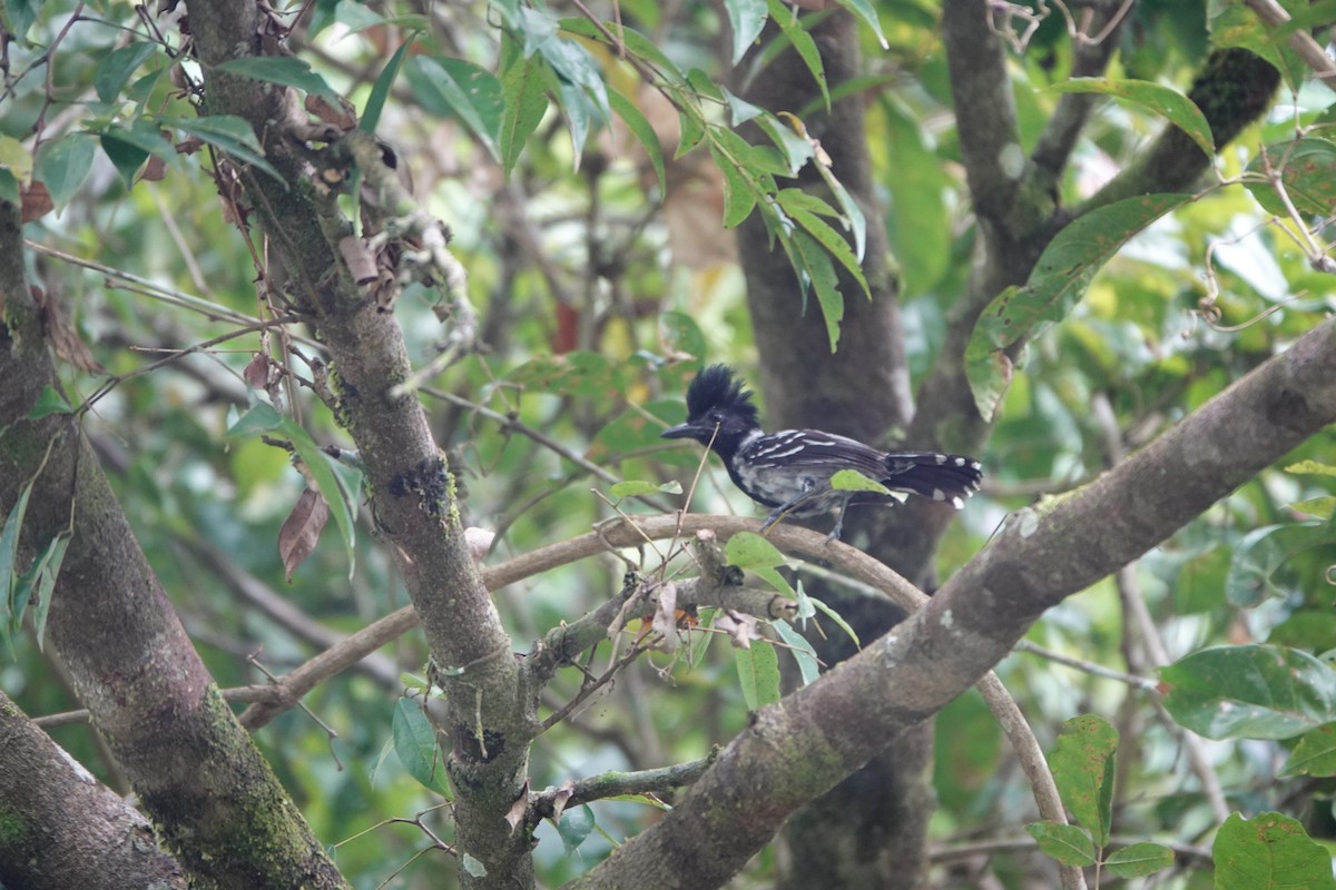 Black-crested Antshrike - ML637702403