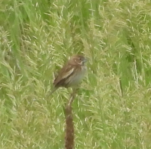 Lark Bunting - ML637702406