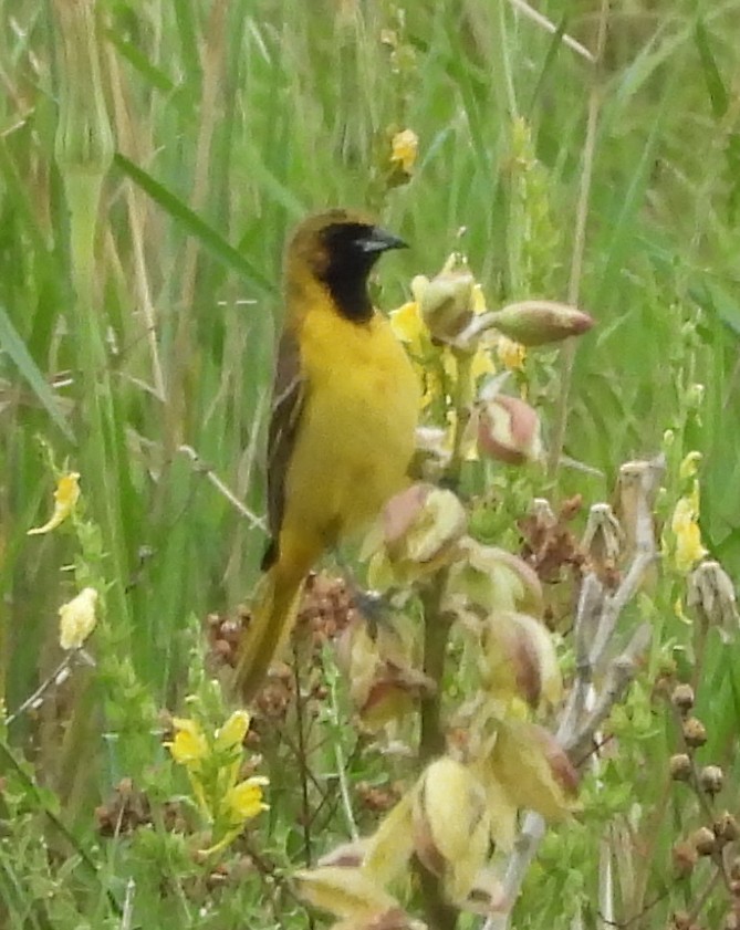 Orchard Oriole - ML637702420