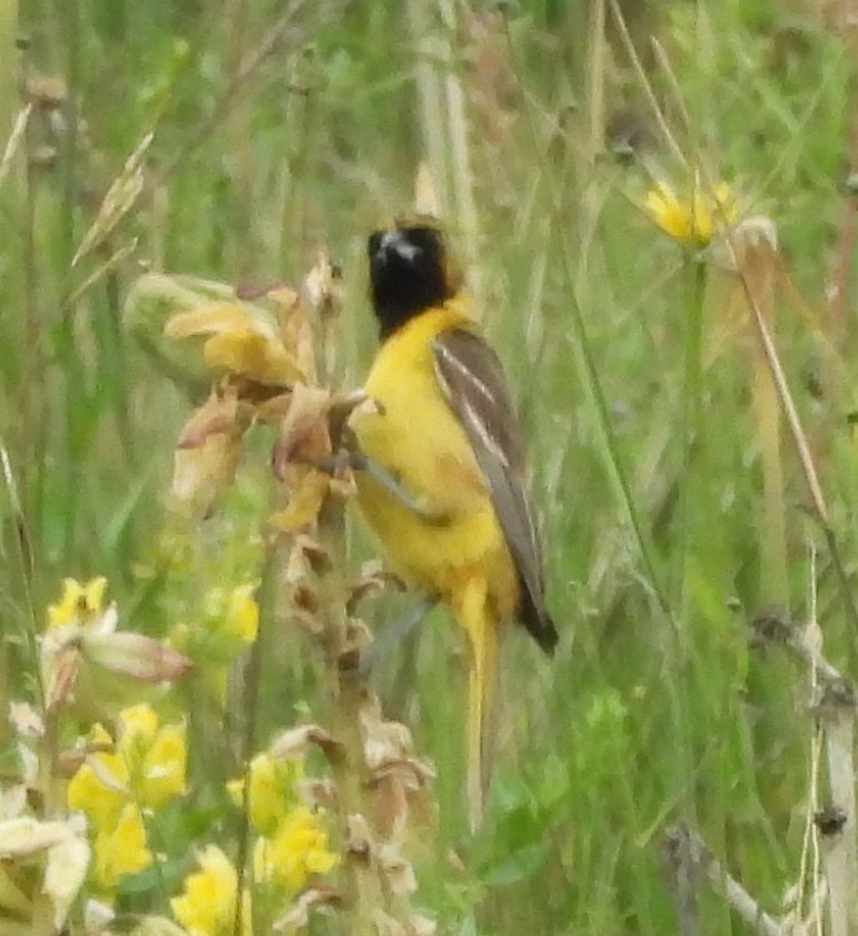 Orchard Oriole - ML637702421