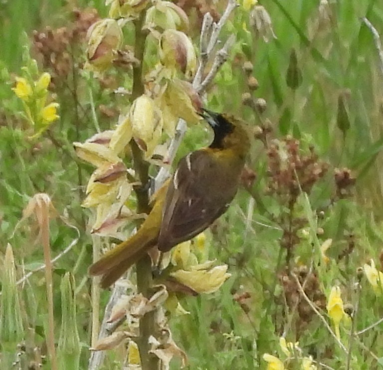 Orchard Oriole - ML637702422
