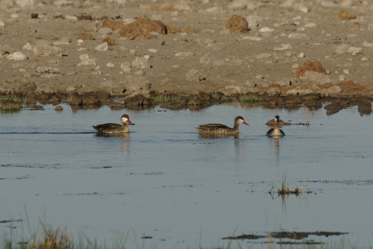 Red-billed Duck - ML637702529