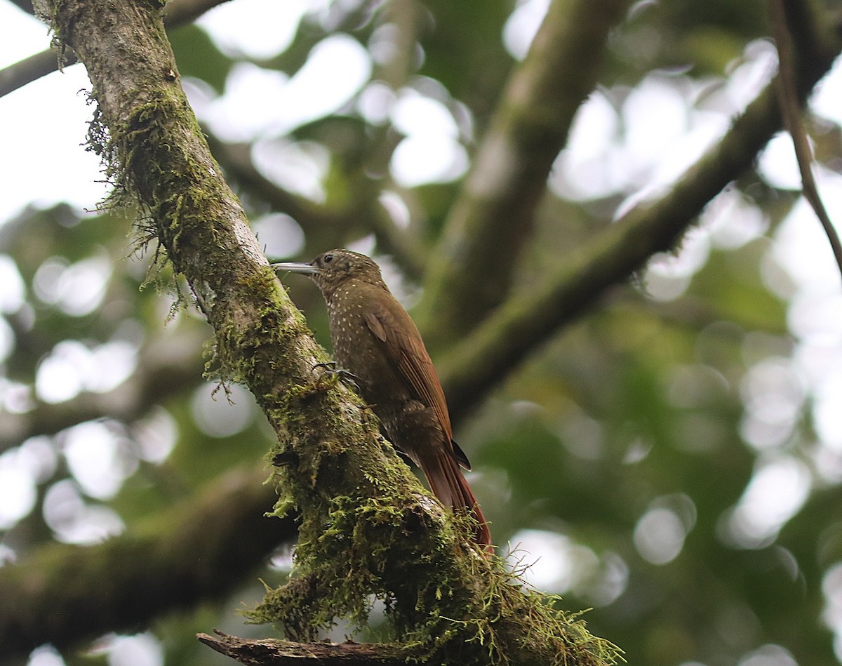Olive-backed Woodcreeper - ML637702566