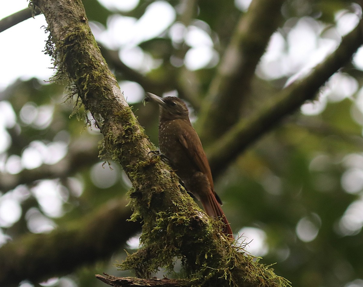 Olive-backed Woodcreeper - ML637702567