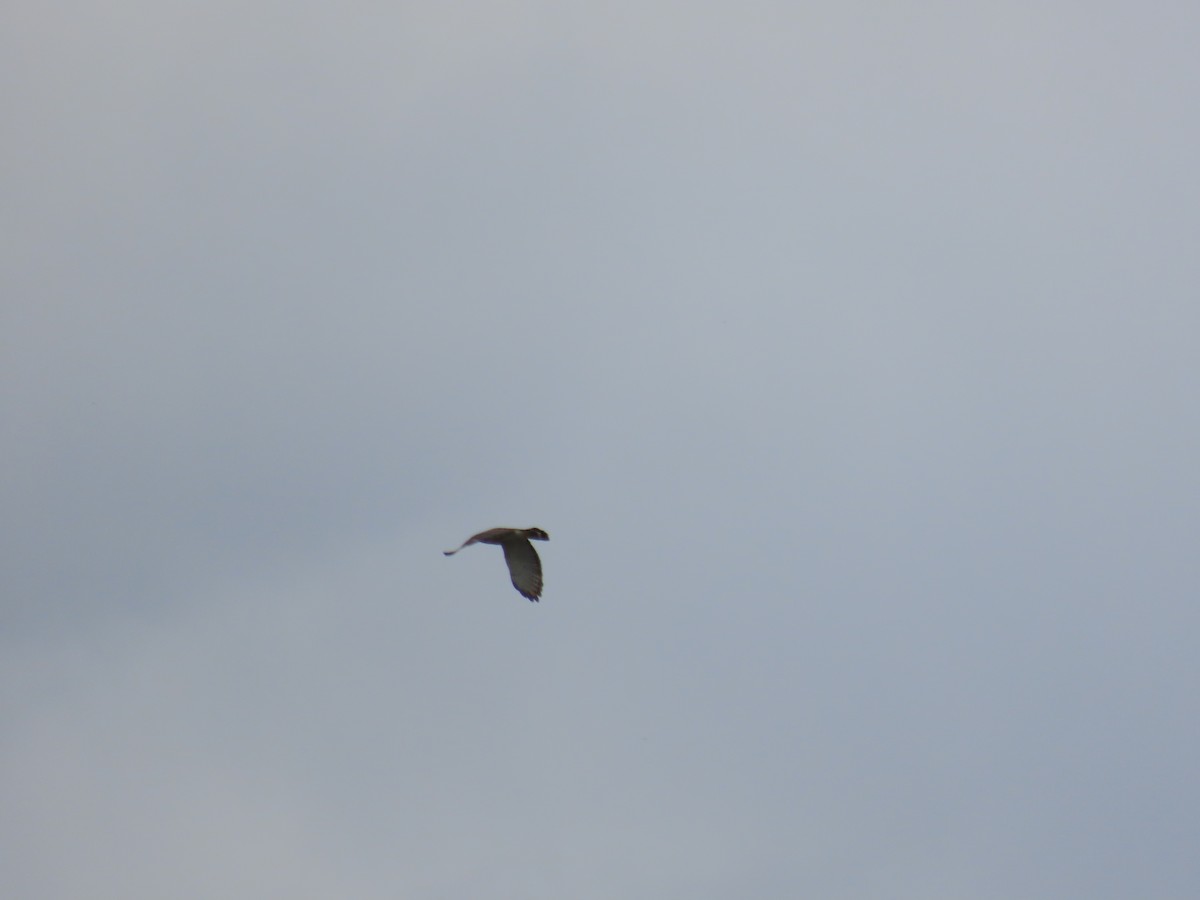Broad-winged Hawk - ML637702569
