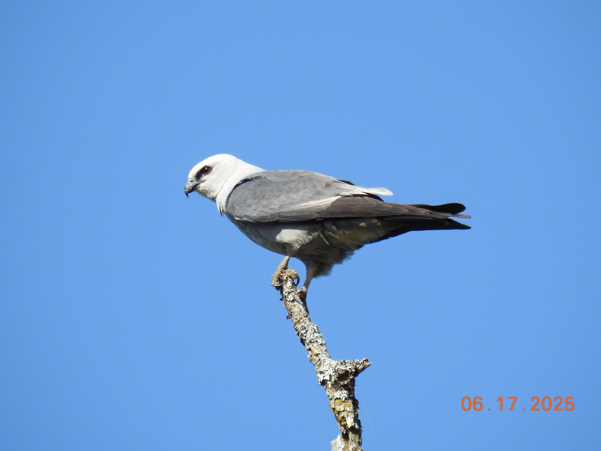 Mississippi Kite - ML637702574