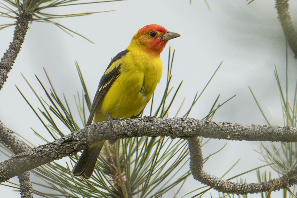Western Tanager - ML637702575