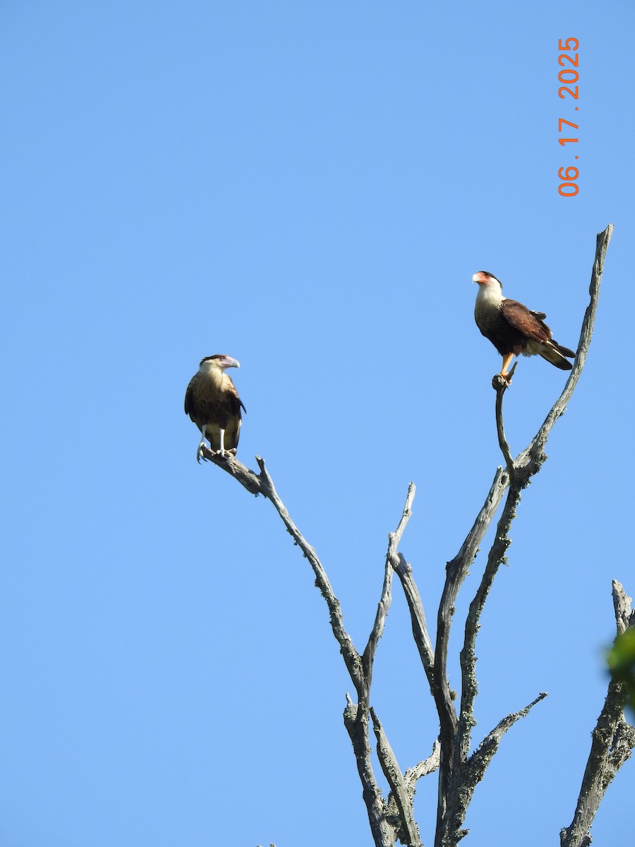 Crested Caracara - ML637702583